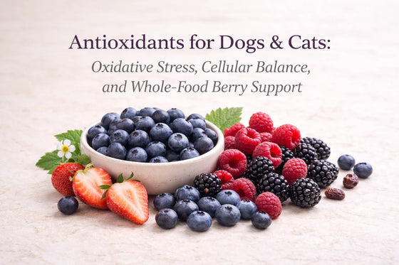 Fresh blueberries, raspberries, blackberries, and strawberries arranged on a neutral bone-cream background for antioxidants for dogs and cats article about oxidative stress and whole-food berry support