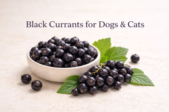 Fresh whole black currants with green leaves in a neutral ceramic bowl on a bone-cream background for black currants for dogs and cats article explaining why they are not grapes