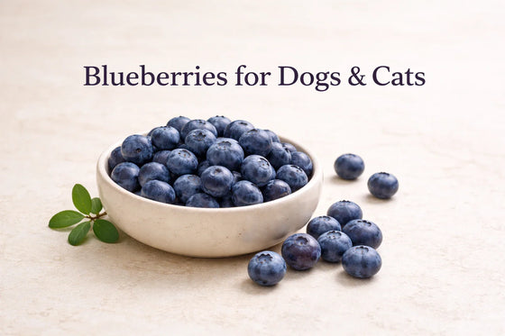 Fresh whole blueberries in a neutral ceramic bowl on a bone-cream background for blueberries for dogs and cats safety and antioxidant benefits article