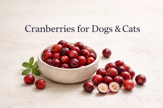 Fresh whole cranberries in a neutral ceramic bowl on a bone-cream background for cranberries for dogs and cats urinary tract and bladder health article