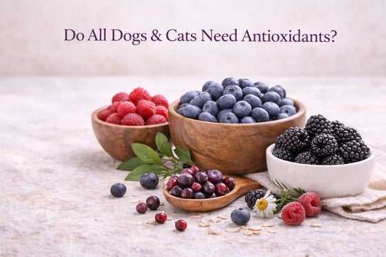 Bowls of blueberries, raspberries, blackberries, and cranberries on a neutral bone-cream background illustrating antioxidant-rich whole foods and the question of whether dogs and cats need additional antioxidant support