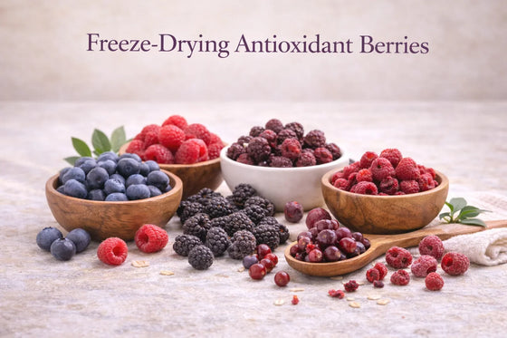 Fresh and freeze-dried blueberries, raspberries, blackberries, and cranberries arranged in wooden bowls on a neutral bone-cream background illustrating how freeze-drying preserves berry structure, stability, and antioxidant integrity