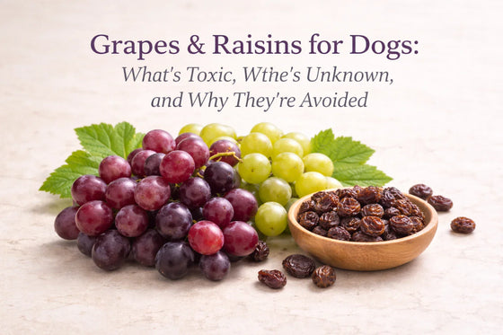 Fresh red and green grapes alongside a small wooden bowl of raisins on a neutral bone-cream background for grapes and raisins for dogs toxicity and safety article