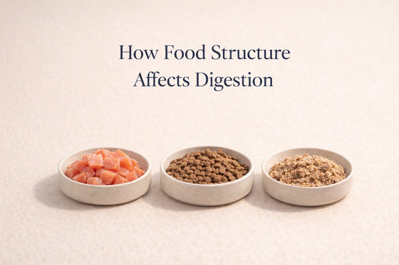 How Food Structure Affects Digestion — editorial feature image showing three bowls of food with different textures on a neutral background