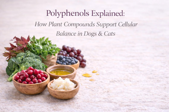 Bowls of cranberries, blueberries, olive oil, broccoli, and grapes arranged on a neutral bone-cream background for article explaining how plant polyphenols support cellular balance in dogs and cats