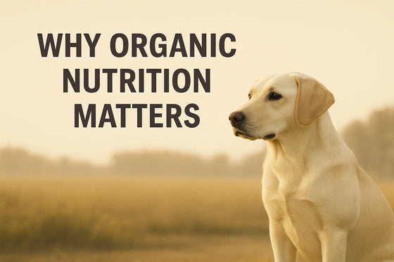 Photo-real Labrador sitting in a soft beige field at sunrise with the short-form title Why Organic Nutrition Matters in elegant violet-black editorial typography placed mid-left for balance.
