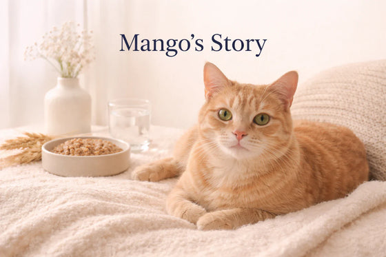 Feature image of Mango, an orange tabby cat, representing a personal story about urinary blockage, recovery, and long-term care.